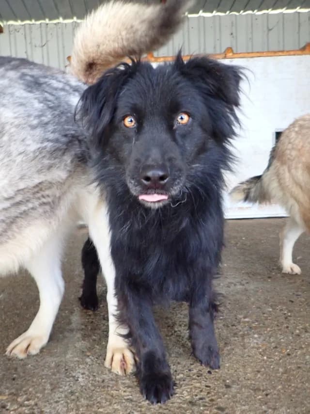 Fantasio, male young Mixed Breed for adoption at Remember Me France