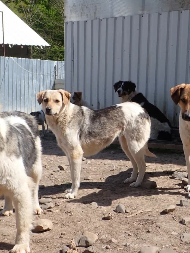 Apaloosa, female Mixed Breed for adoption at Remember Me France