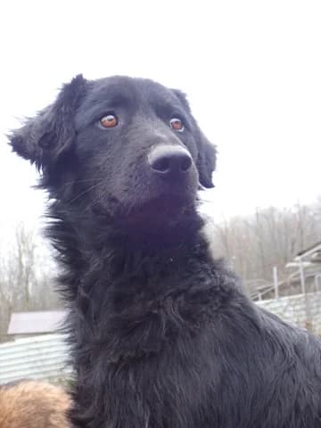 Djinn, male young Mixed Breed for adoption at Remember Me France
