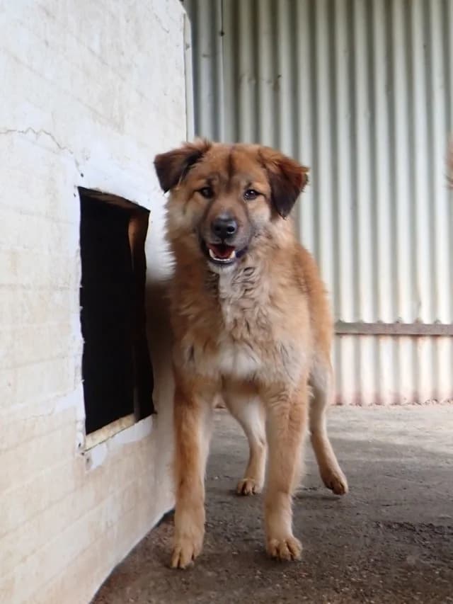 Dalbao, male 3yo Mixed Breed for adoption at Remember Me France