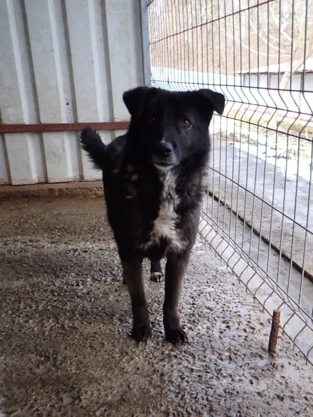 Aponia, female young Mixed Breed for adoption at Remember Me France