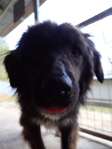 Groove, male 3yo Mixed Breed for adoption at Remember Me France