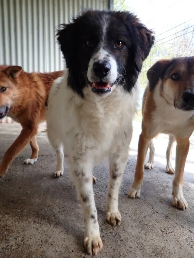 Gustave, male 3yo Mixed Breed for adoption at Remember Me France