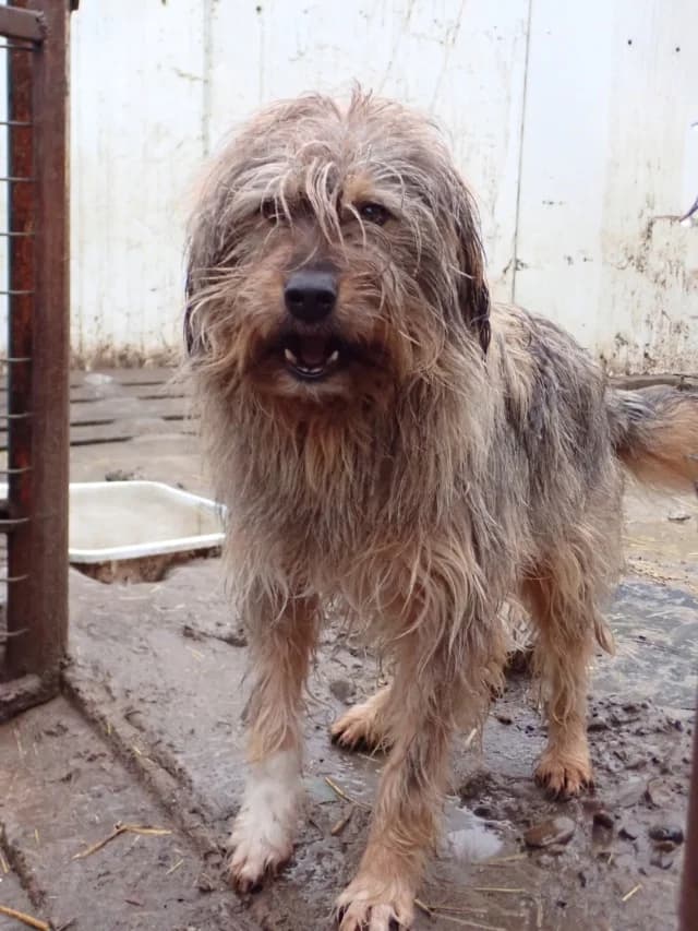 Igor, male 3yo Mixed Breed for adoption at Remember Me France