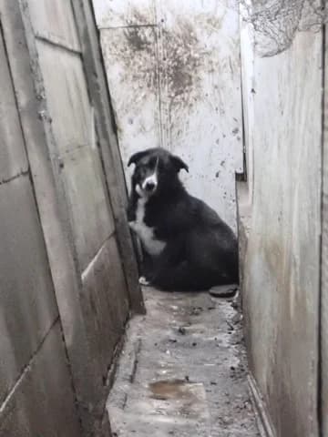 Jaspe, male young Mixed Breed for adoption at Remember Me France