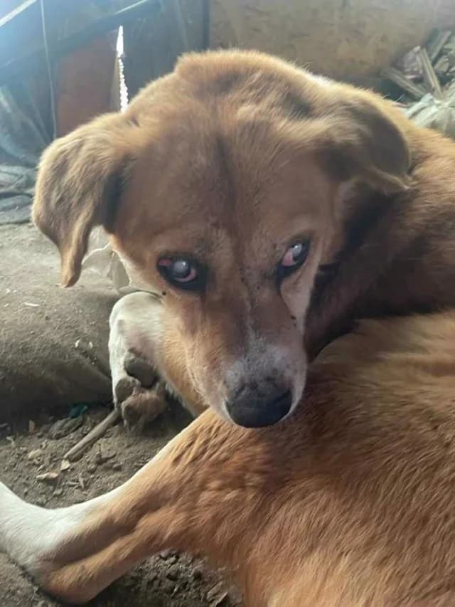 Romeo 2, male senior Mixed Breed for adoption at Remember Me France