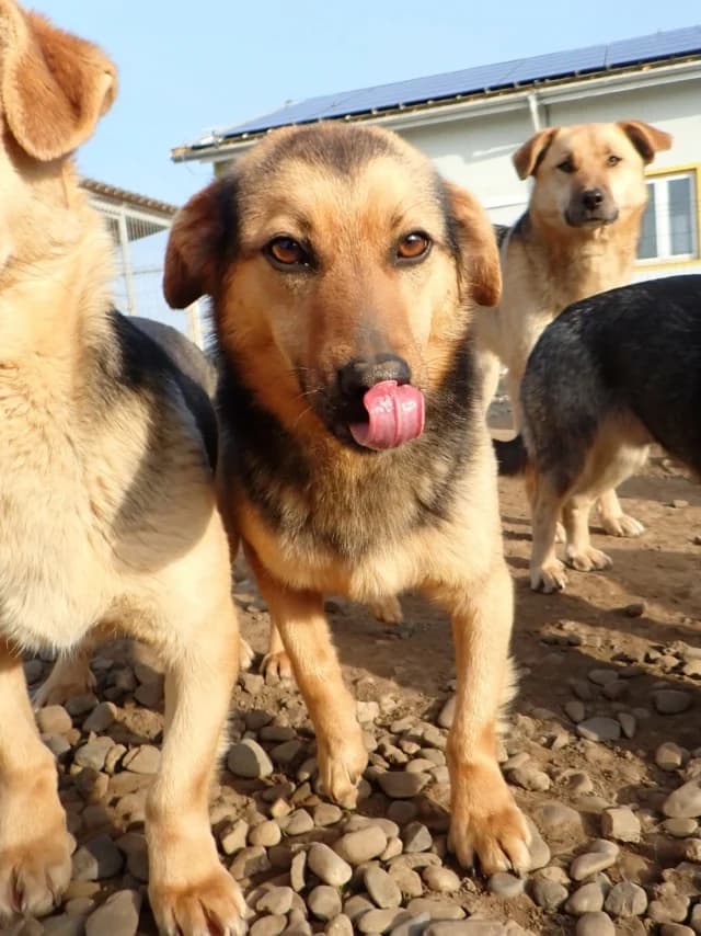 Gallagher, male 3yo Mixed Breed for adoption at Remember Me France