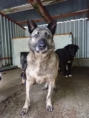Lipton, male young Mixed Breed for adoption at Remember Me France