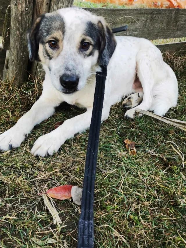 Ragnard, male young Mixed Breed for adoption at Remember Me France