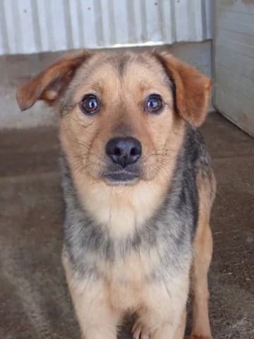 Ahsoka, female 3yo Mixed Breed for adoption at Remember Me France