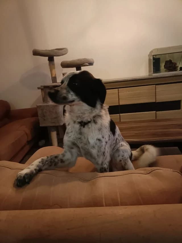 Deltyva, female young Mixed Breed for adoption at Remember Me France
