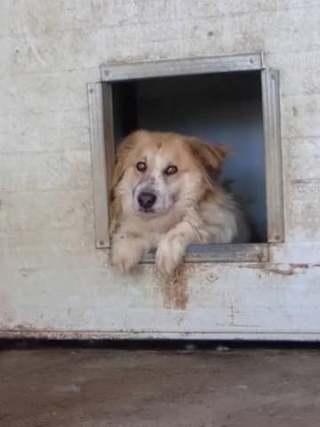 Adamant, male 5yo Mixed Breed for adoption at Remember Me France