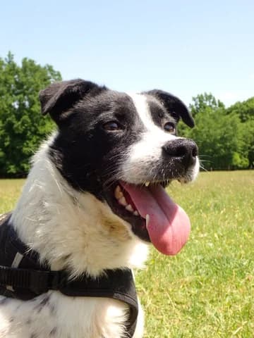 Mara, Mixed Breed (Remember Me France)