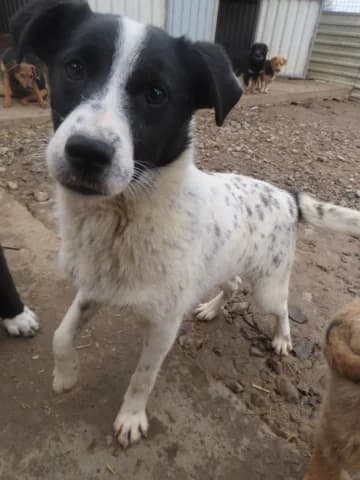 Mara, female 3yo Mixed Breed for adoption at Remember Me France