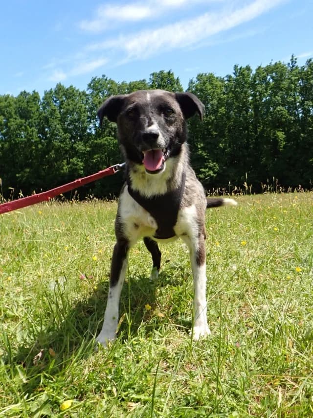 Luna, female 3yo Mixed Breed for adoption at Remember Me France