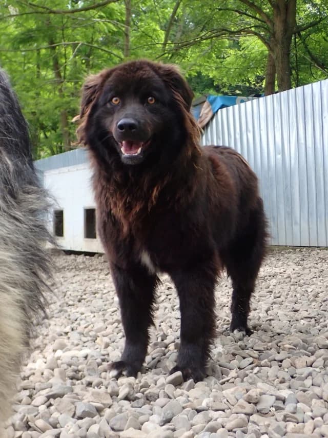 Articho, male young Mixed Breed for adoption at Remember Me France