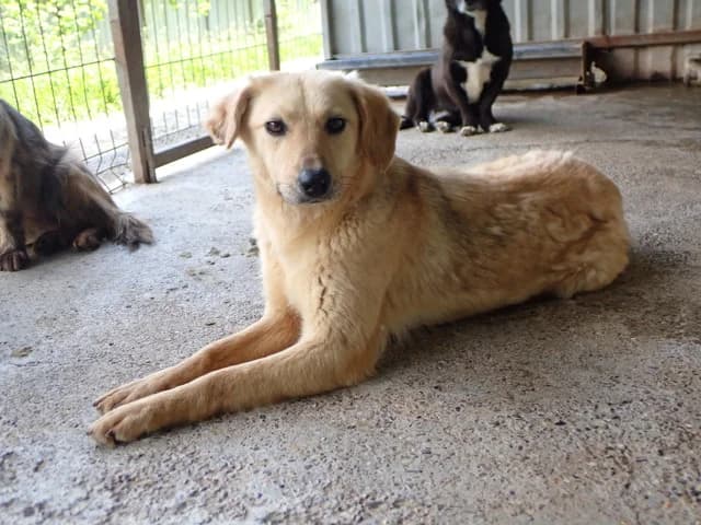 Clementine, female young Mixed Breed for adoption at Remember Me France