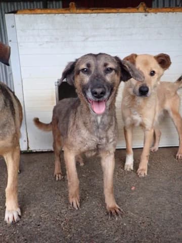 Courtney, female 4yo Mixed Breed for adoption at Remember Me France