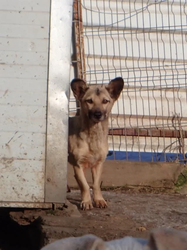 Ernestine, female 6yo Mixed Breed for adoption at Remember Me France