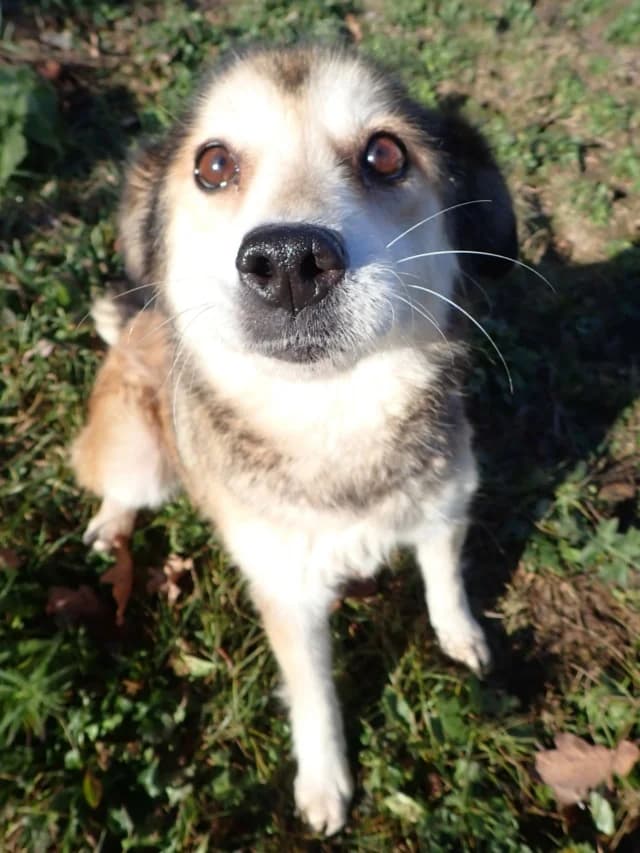 Fantine, female senior Mixed Breed for adoption at Remember Me France