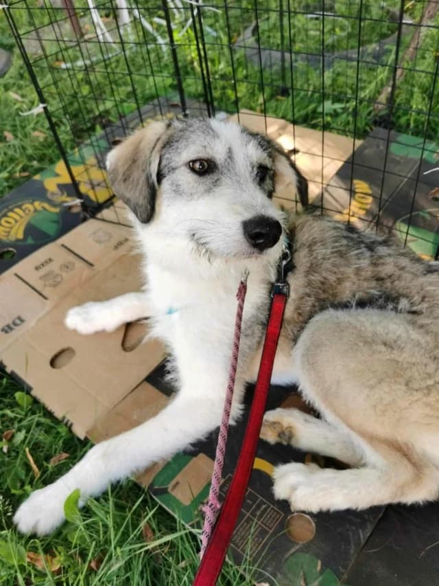 Theona, female 3yo Mixed Breed for adoption at Remember Me France