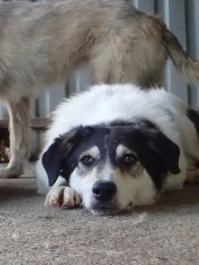 Nican, female 3yo Mixed Breed for adoption at Remember Me France