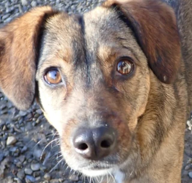 Mayfeld, female young Mixed Breed for adoption at Remember Me France