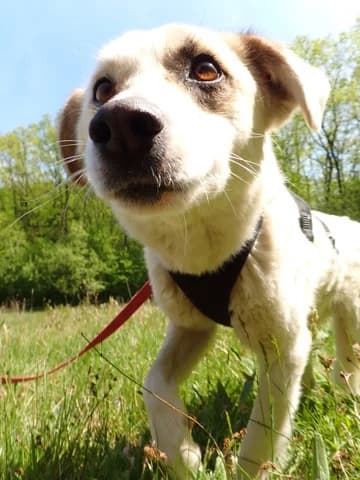 Yellow, female puppy Mixed Breed for adoption at Remember Me France