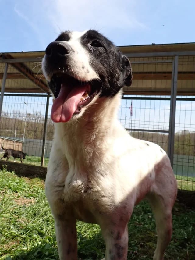 Rolly, female young Mixed Breed for adoption at Remember Me France