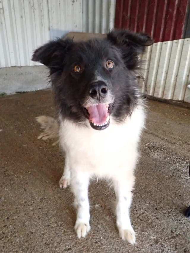 Alphabet, male young Mixed Breed for adoption at Remember Me France