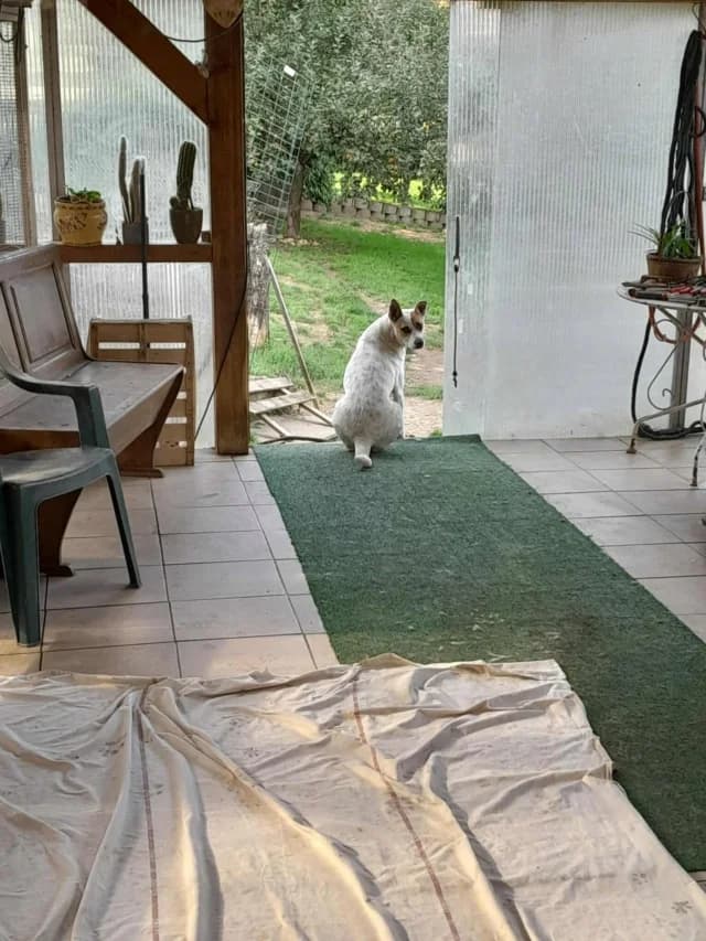 Roxine, Mixed Breed (Remember Me France)