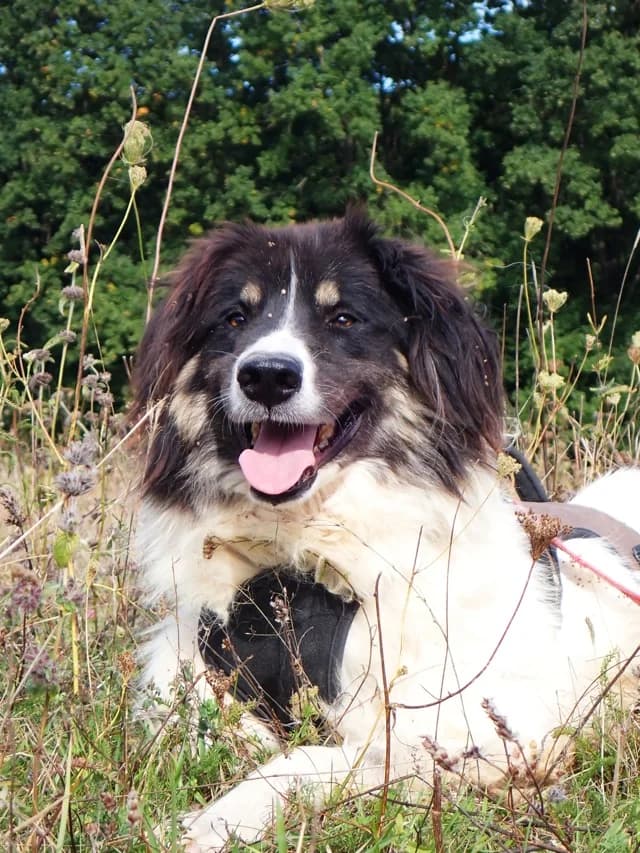 Alfred, male young Mixed Breed for adoption at Remember Me France
