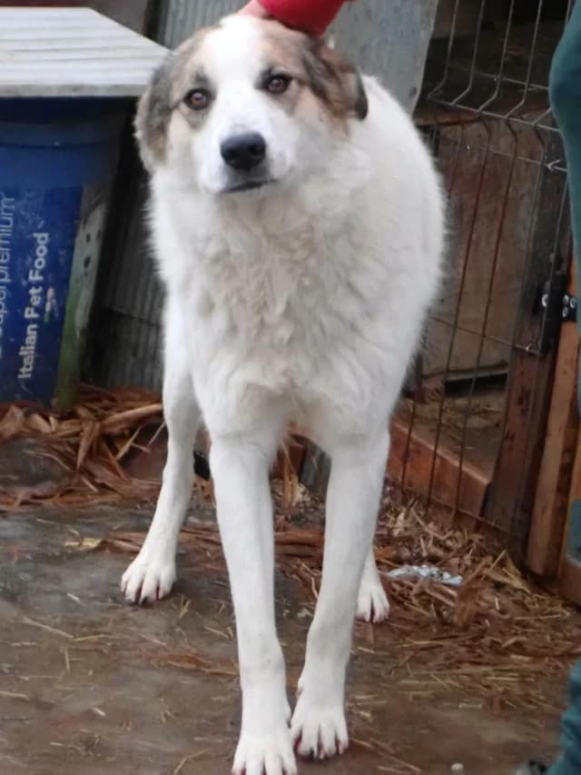 Usher, male young Mixed Breed for adoption at Remember Me France