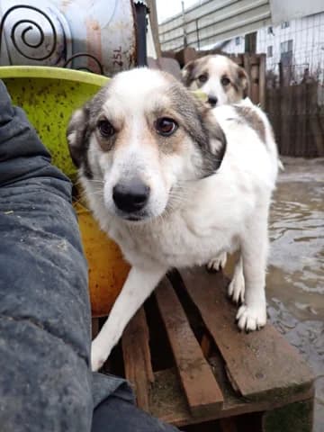 Tana, female young Mixed Breed for adoption at Remember Me France