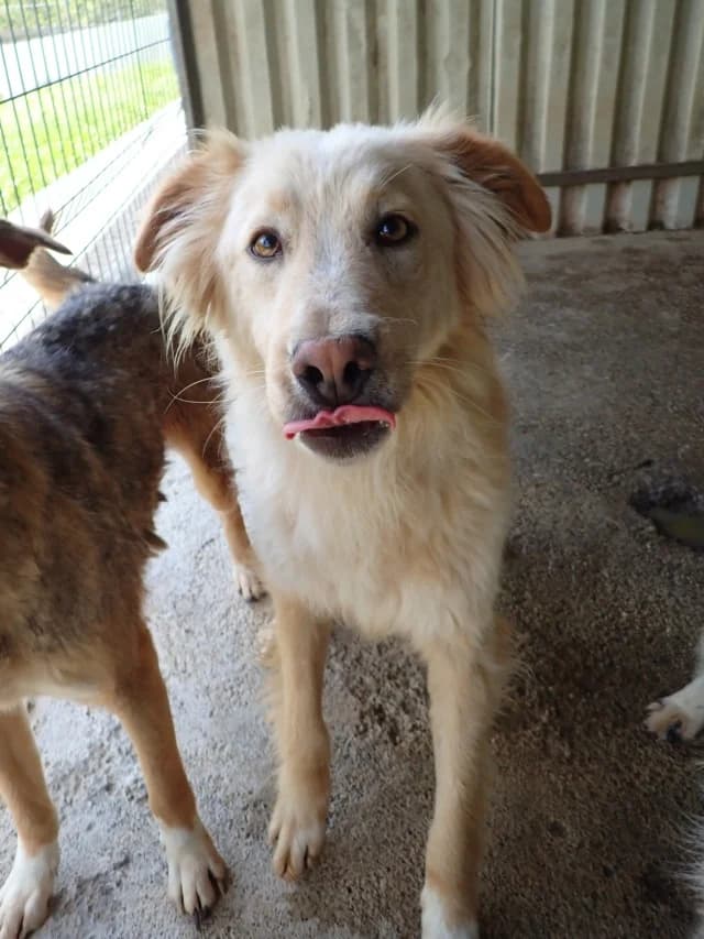 Wilson, male young Mixed Breed for adoption at Remember Me France