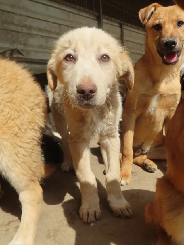 Wilson, male young Mixed Breed for adoption at Remember Me France