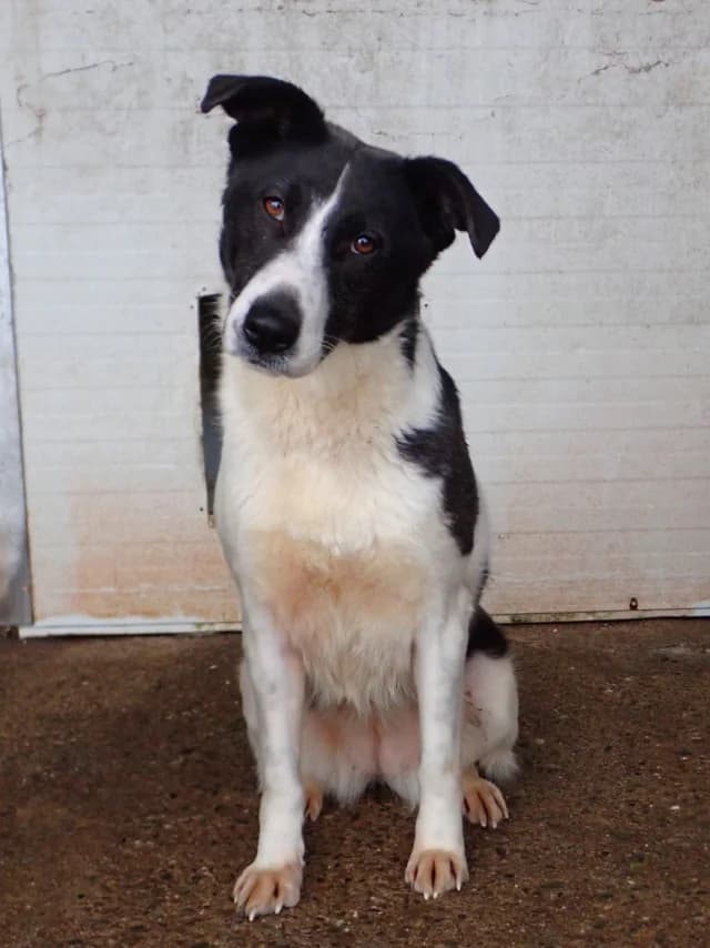 Lyly, female young Mixed Breed for adoption at Remember Me France