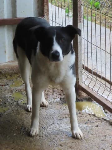 Lyly, female young Mixed Breed for adoption at Remember Me France