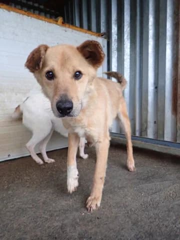 Boby, male young Mixed Breed for adoption at Remember Me France