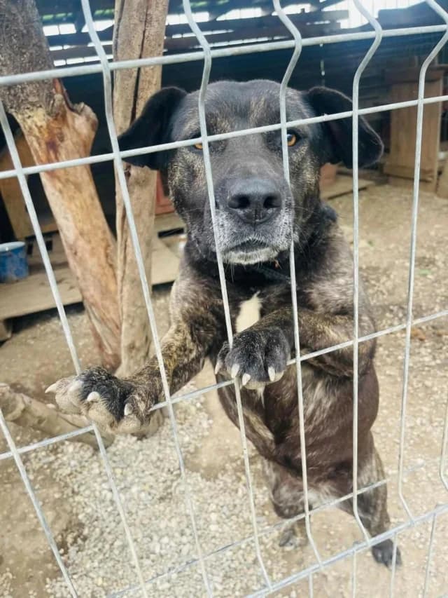 Nala, female 4yo Mixed Breed for adoption at Remember Me France
