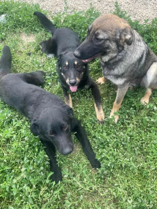 Nando, male young Mixed Breed for adoption at Remember Me France