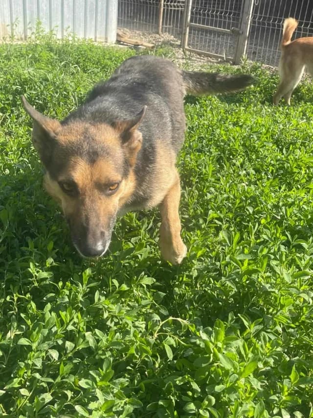Maxi, male 5yo Mixed Breed for adoption at Remember Me France