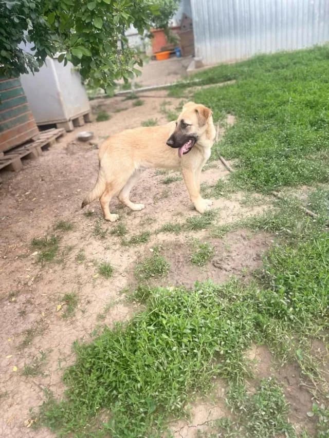 Kalle, male young Mixed Breed for adoption at Remember Me France