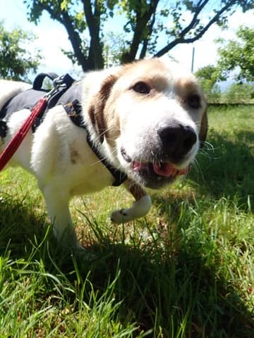 Carson, male puppy Mixed Breed for adoption at Remember Me France