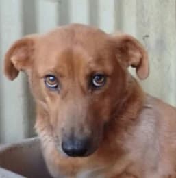 Vega, female puppy Mixed Breed for adoption at Remember Me France