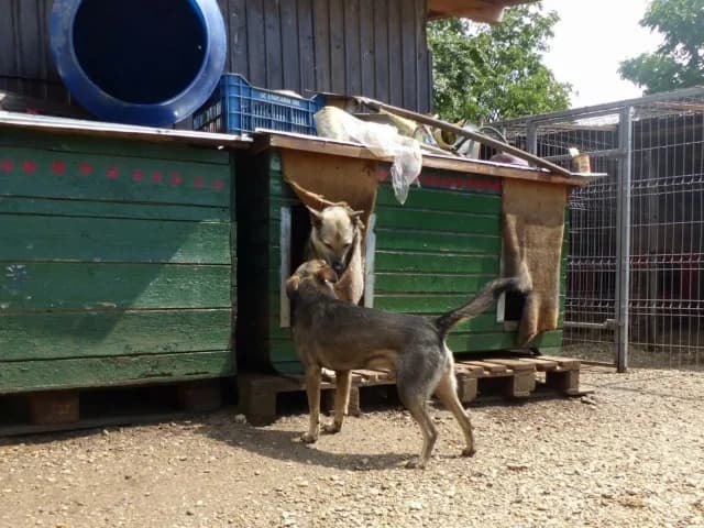 Hermes, male young Mixed Breed for adoption at Remember Me France