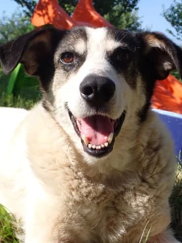 Obelix, male puppy Mixed Breed for adoption at Remember Me France