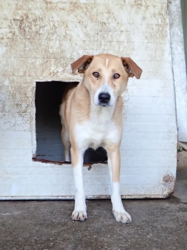Marghioala, male young Mixed Breed for adoption at Remember Me France