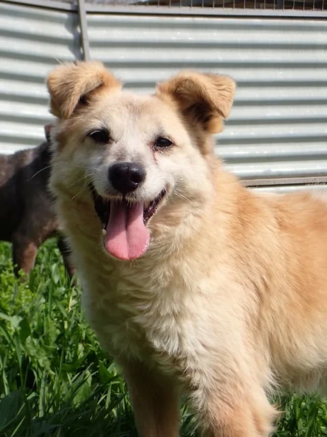 Tikk, male senior Mixed Breed for adoption at Remember Me France