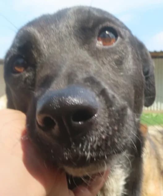 Caïpirinha, female 6yo Mixed Breed for adoption at Remember Me France